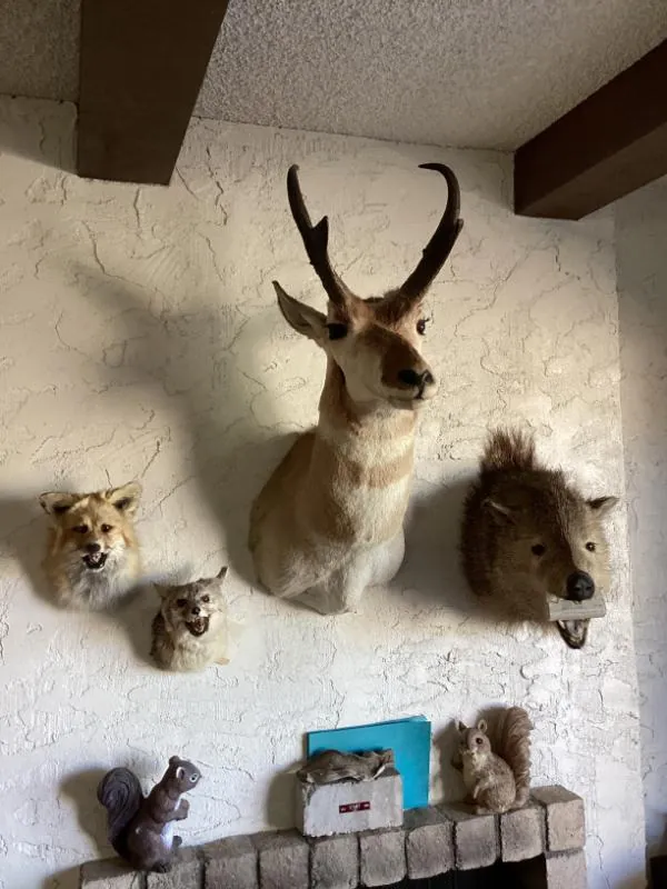Mounted antelope and deer heads on a wall